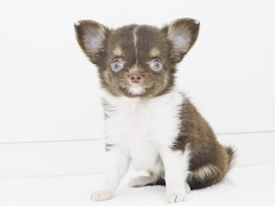 animal_image