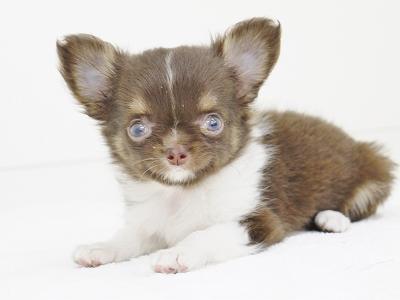 animal_image