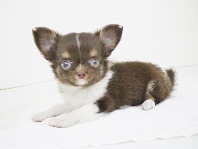 animal_image