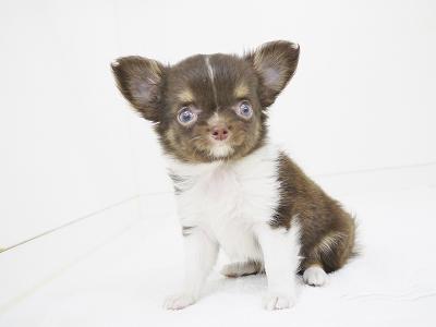 animal_image