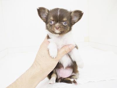 animal_image