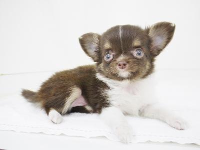 animal_image