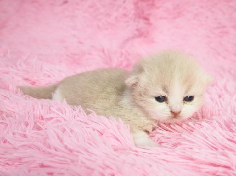 animal_image