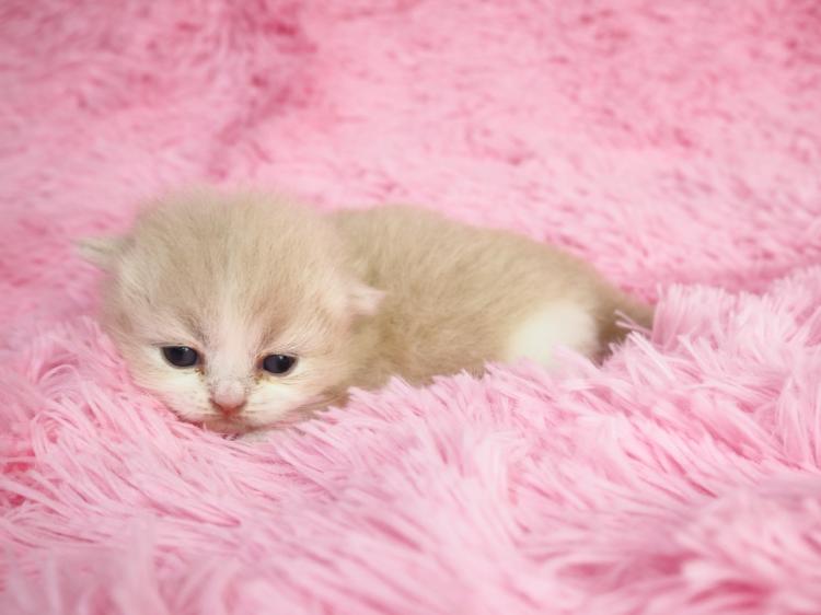 animal_image