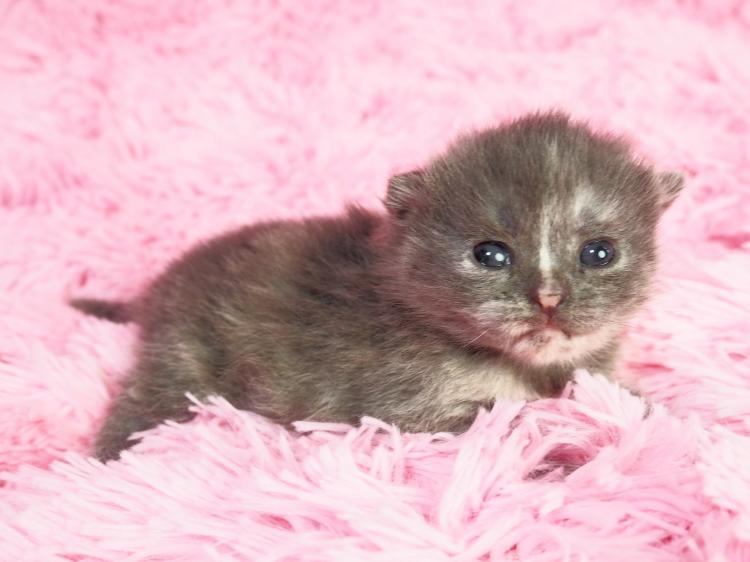 animal_image