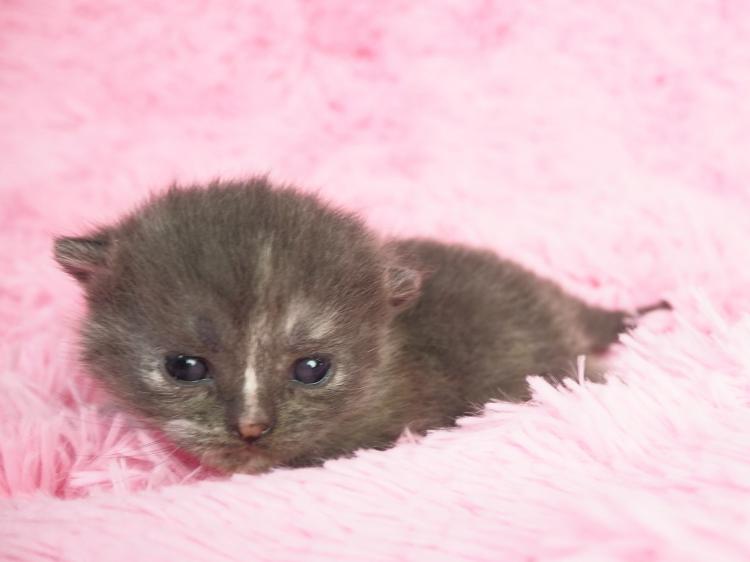 animal_image