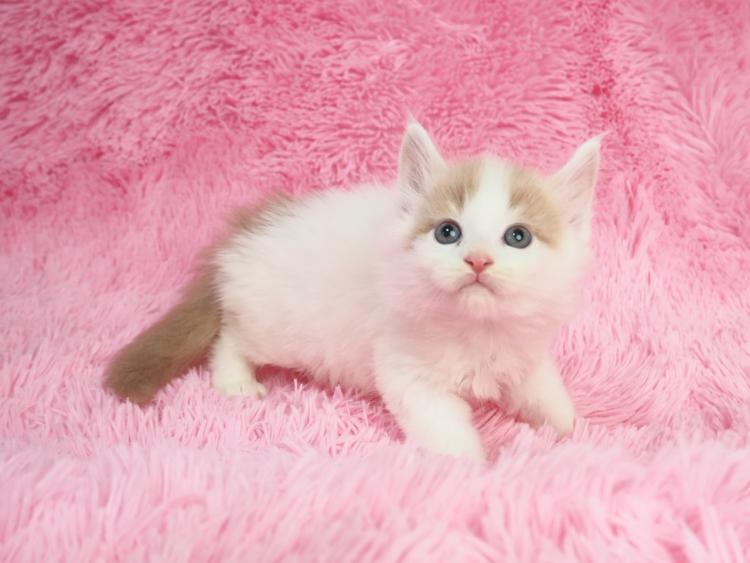 animal_image