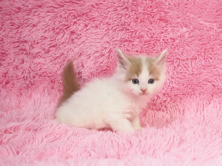 animal_image