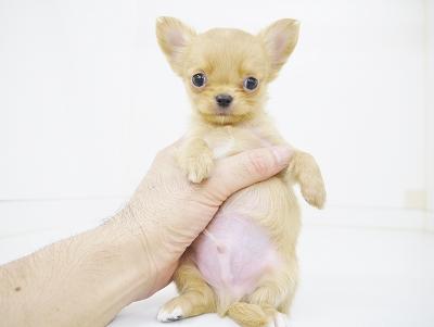 animal_image