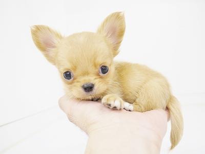animal_image