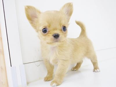 animal_image