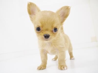 animal_image