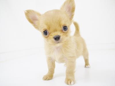 animal_image
