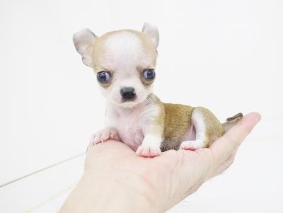 animal_image