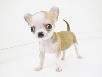 animal_image