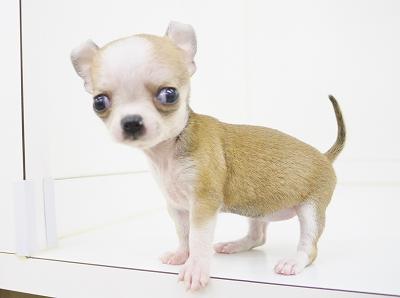 animal_image