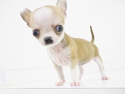 animal_image