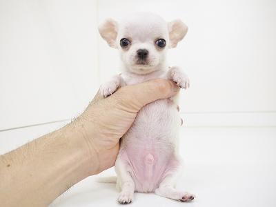 animal_image