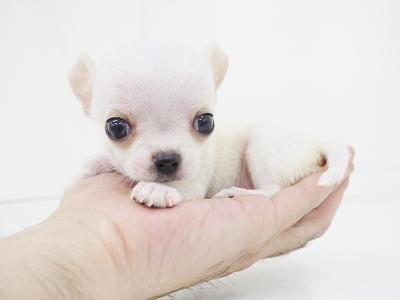 animal_image