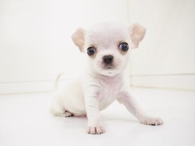 animal_image