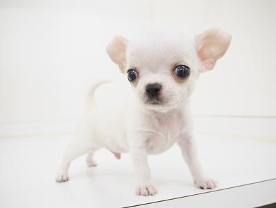 animal_image