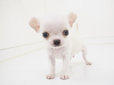animal_image