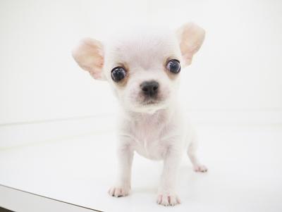 animal_image
