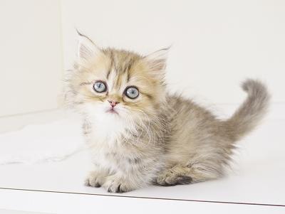 animal_image