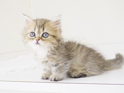 animal_image
