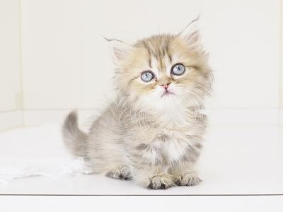 animal_image