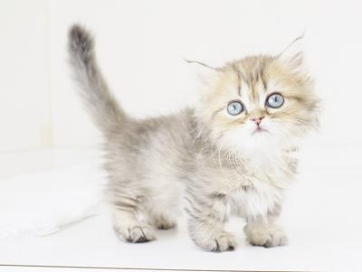 animal_image