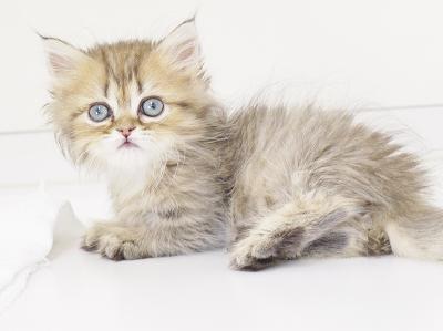 animal_image