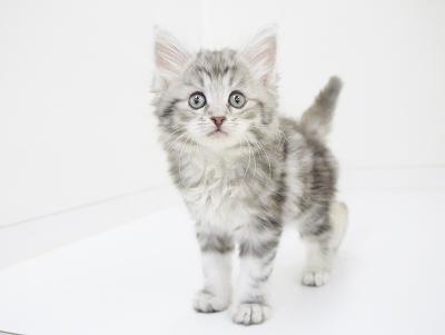 animal_image