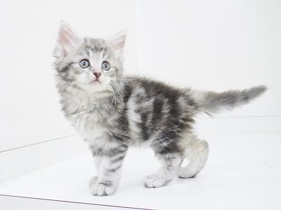 animal_image