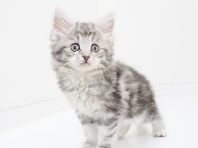 animal_image