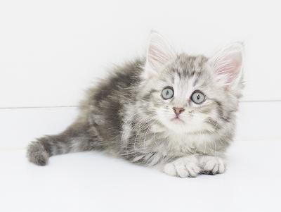 animal_image
