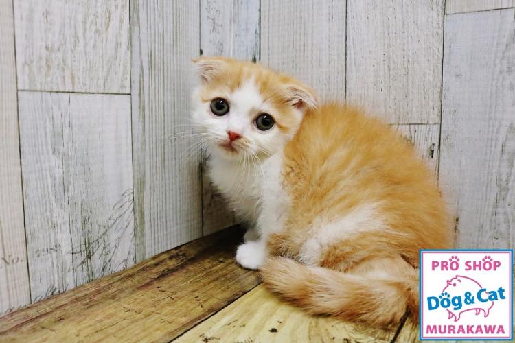 animal_image
