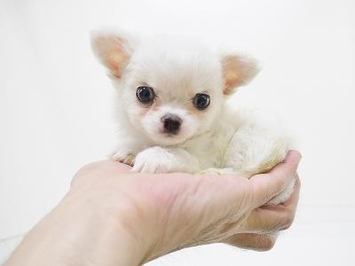 animal_image