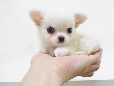 animal_image