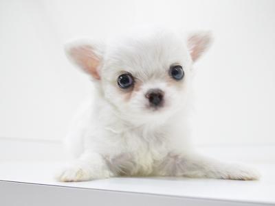 animal_image