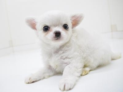 animal_image