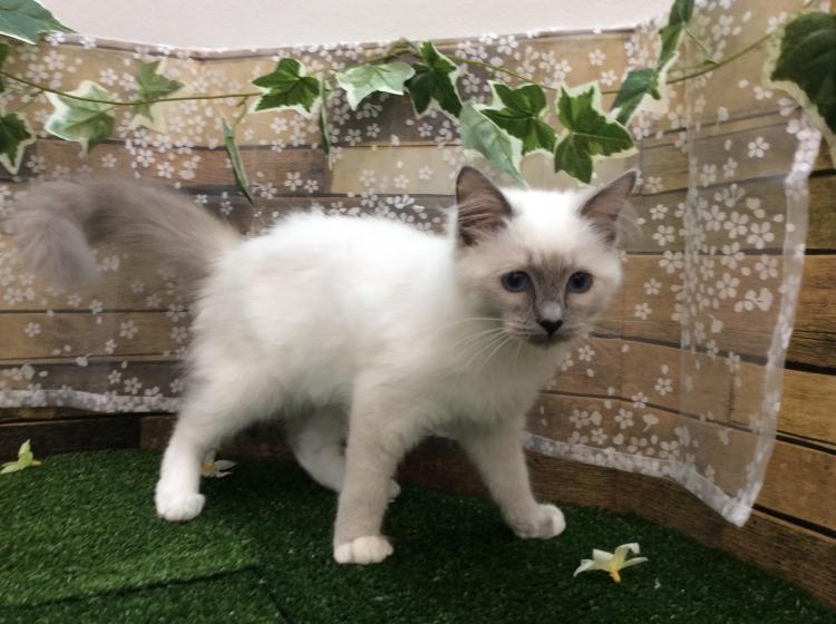 福岡県のペットショップ Adorable ラグドール 5 の詳細情報 猫との暮らし大百科 アニコム獣医師監修 福岡県のペットショップ Adorable ラグドール 5 の詳細情報 猫との暮らし大百科 アニコム獣医師監修