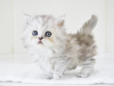 animal_image