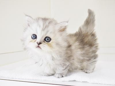 animal_image
