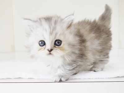 animal_image