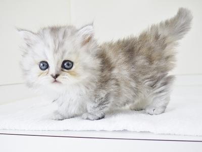 animal_image