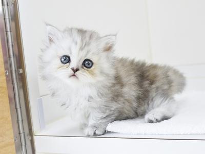 animal_image