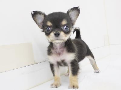 animal_image