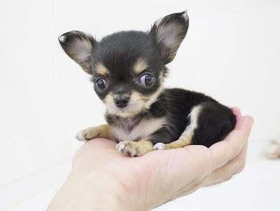 animal_image