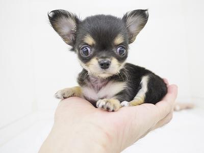 animal_image